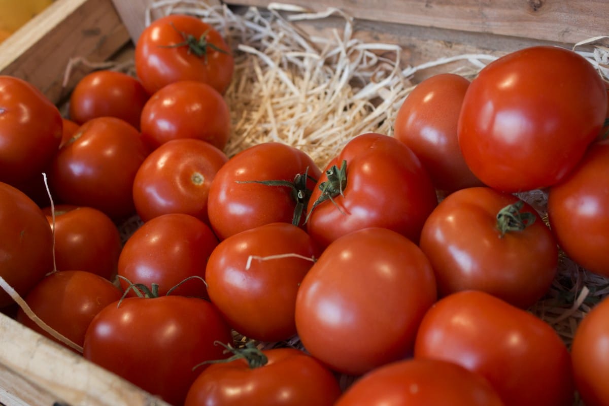 vermoeidheid Competitief monteren Gewone tomaten kopen