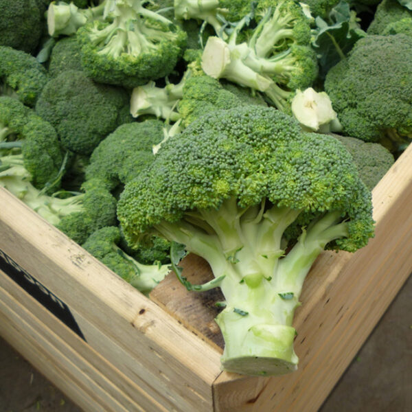 broccoli.jpg
