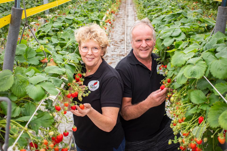 chielkes-aardbeien-6_4243824552