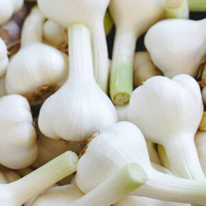 verse-knoflook.jpg