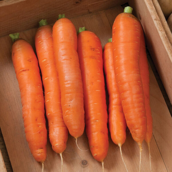 winterpeen.jpg